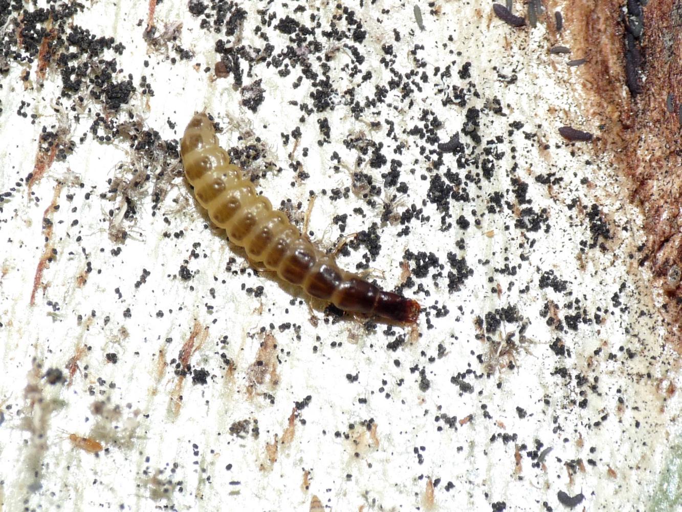 larva da id... Raphidioptera:  Parainocellia bicolor (Inocelliidae)